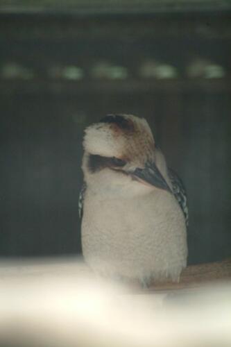 Australia Kangaroo Island-04-09-30-017