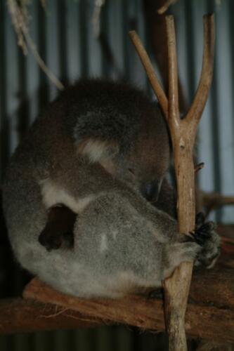 Australia Koala-04-09-30-019
