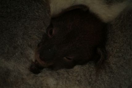 Australia Kangaroo Island-04-09-30-020