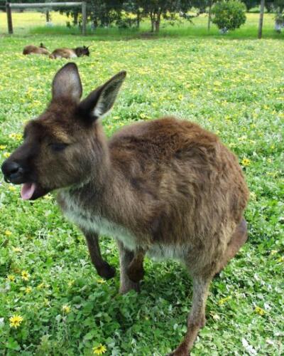 Australia Kangaroo-04-09-30-021