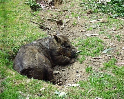 Australia Kangaroo Island-04-09-30-028