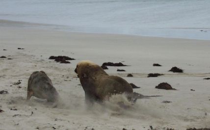 Seelöwe 04-09-30-034