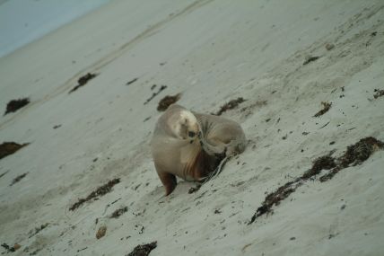 Seelöwe 04-09-30-036