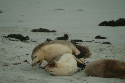 Seelöwe 04-09-30-038
