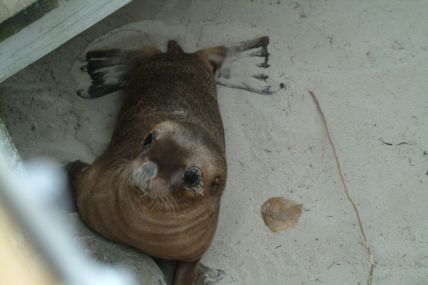 Seelöwe 04-09-30-041