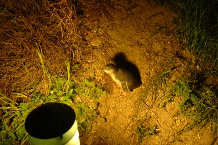 Pinguine-04-09-30-048