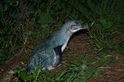 Pinguine-04-09-30-049