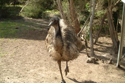 Strauss-04-10-01-001