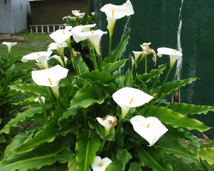Australia Kangarooh Island-04-10-011