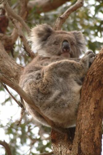 Australia Kangarooh Island-04-10-01-014