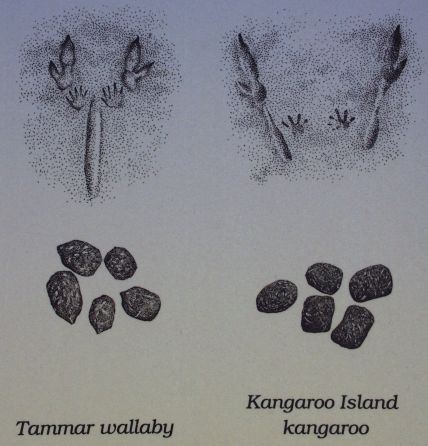 Australia Kangarooh Island-04-10-01-027