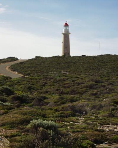 Australia Kangarooh Island-04-10-01-032