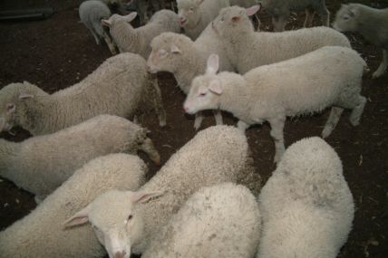 Australia Kangarooh Island-04-10-01-034