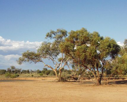 Australia Outback-Tour-04-10-04-016